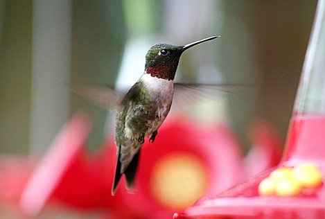Ruby-throated hummingbird hovering at feeder