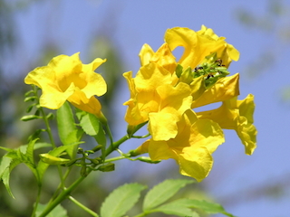 Yellow Trumpet Bush